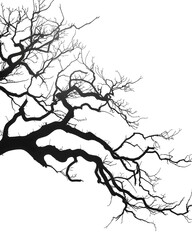 Obraz premium Tree branch silhouette forming organic lines isolated on white background 