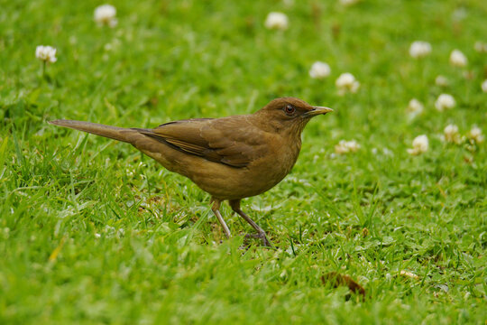 Clay-coloured thrush (Turdus grayi casius) on a meadow in the Dota Valley, Talamanca Mountains, Costa Rica.