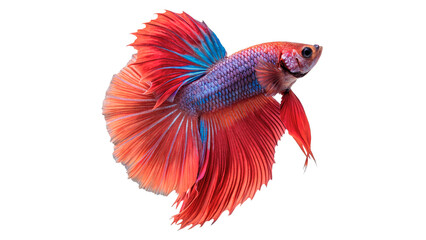 Colorful betta fish swimming with flowing fins in a clear background during daytime © PNG_MEGAStock