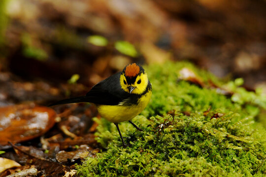 Collared redstart (Myioborus torquatus) showing its chestnut cap on the mossy forest floor of the cloud forest at Savegre Natural Reserve, Dota Valley, Talamanca Mountains, Costa Rica.