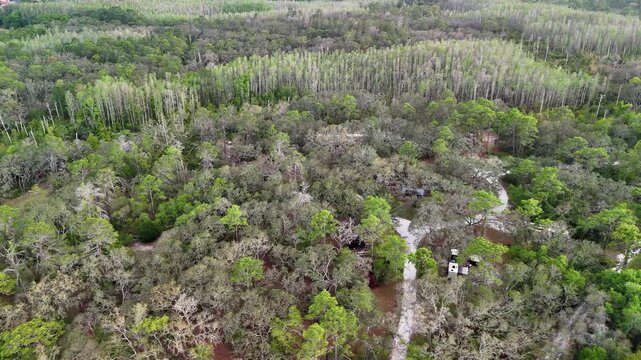 Aerial Drone View Over Florida Pine Flatwoods Plantation.  Vast Sparse Tall Slash And Loblolly Pines With Patchy Green-Yellow Canopy. Quintessential Southeast US Timberland Wilderness