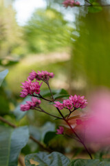 Obraz premium Pink flower clusters on branch in garden natural light shallow depth
