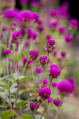 Obraz premium Purple globe amaranth flowers blooming in garden natural light close up