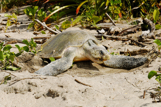 Olive Ridley turtle (Lepidochelys olivacea) digging its nesting hole at the beach Playa Chacocente at Chacocente Wildlife Refuge, Nicaragua