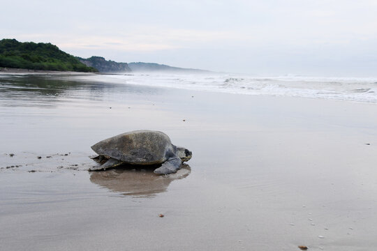 Olive Ridley turtle (Lepidochelys olivacea) heading towards the surge of waves at the beach Playa Chacocente in front of the panorama of the Pacific coast at Chacocente Wildlife Refuge, Nicaragua