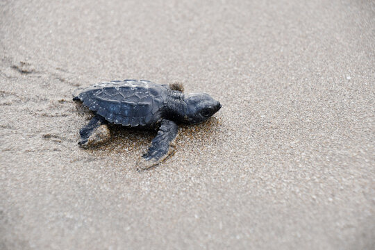 Hatchling of a Olive Ridley turtle (Lepidochelys olivacea) heading towards the waters of the Pacific Ocean across the sand of the beach Playa Chacocente at Chacocente Wildlife Refuge, Nicaragua