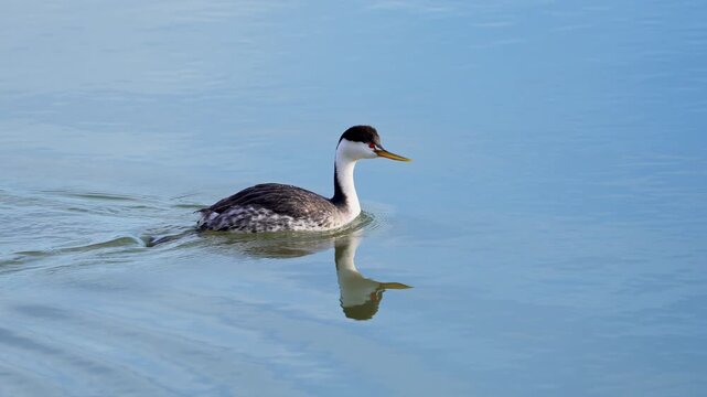 Close up of a Grebe as it swims by in slow motion on Utah Lake.
