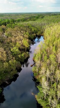 erial Drone View Of Meandering River Through Swamp Forest In Florida, USA. Cypress And Tupelo Trees With Yellow-Green Foliage, Reflections On Water. Pristine Wetland Ecosystem. Sustainability Concept