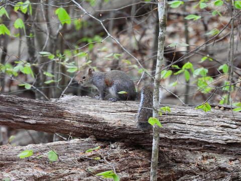 Eastern gray squirrel, living within the woodland forest of Pocahontas State Park, Chesterfield County, Virginia.     