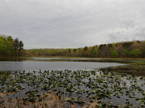 The natural beauty of Beaver Lake on a cloudy day. Spring season, Pocahontas State Park, Chesterfield County, Virginia. 