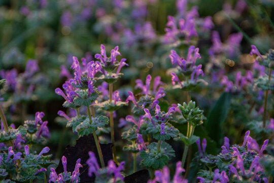 Henbit or Lamium amplexicaule closeup with selective focus