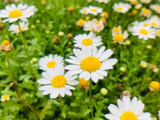 Obraz premium Field of Daisies. A close-up shot of daisies. flowerbed, flowers background design. Springtime concept. Daisy and Green background 