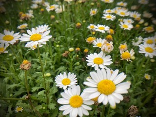 Fototapeta premium Field of Daisies: Floral Imagery & Botanical Beauty 