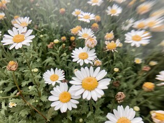 Fototapeta premium daisy bloom in verdant field. Blooming camomile field. Chamomile flowers at garden 