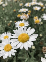 Obraz premium daisy flower cluster field view. Flowering herbaceous plant garden design. Petal detail view. Blooming flower 