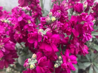 blooming magenta stock flower. Purple blossom bunch. Resilient Matthiola design. Purple Matthiola flower icon © zxr design