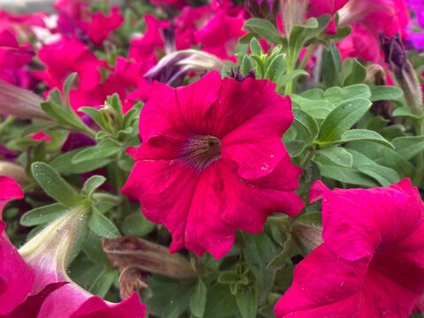 radiant magenta petunia blossoms.  Petunia axillaris design. Flowering plant icons design. vibrant crimson petals 