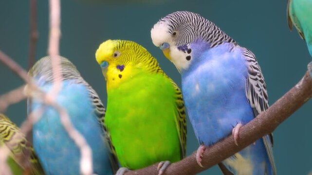 Three colorful parakeets sitting on a branch