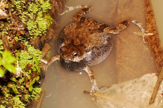 T&uacute;ngara frog (Engystomops pustulosus) calling from a puddle on Ometepe Island, Nicaragua