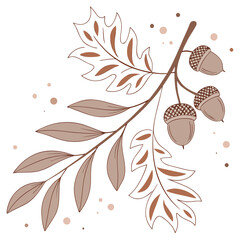 Branch with acorns and leaves in brown color tree nature © Marjan