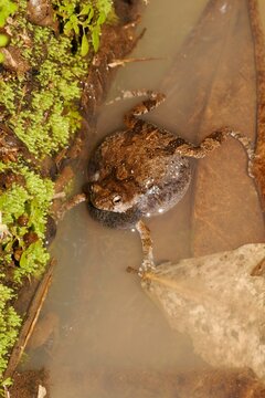 T&uacute;ngara frog (Engystomops pustulosus) calling from a puddle on Ometepe Island, Nicaragua