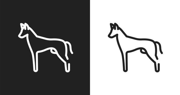 Pharaoh hound icon. Linear black, white icon from dog breeds fullbody collection. Outline pharaoh hound vector. Thin line symbol isolated on white and black background