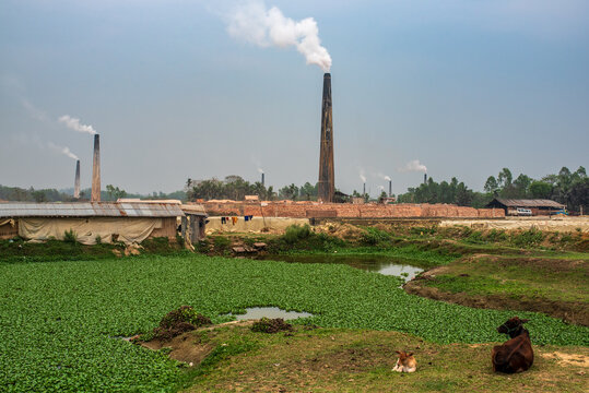 Rural life and brick kilns with cattle in Bangladesh.