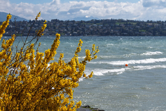 Floraison de Forsythia au bord du Lac de Gen&egrave;ve agit&eacute; par la Bise