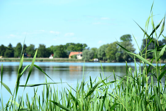 Blick &uuml;ber Schilf auf einen See, Himmel