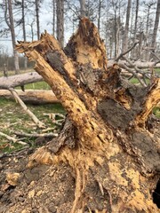 Obraz premium Rotten tree stump with decay in spring forest