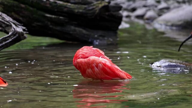 Scarlet ibis, Eudocimus ruber, bird of the Threskiornithidae family, admired by the reddish coloration of feathers, a consequence of crustaceans-based food