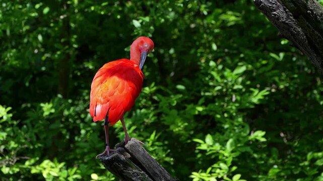 Scarlet ibis, Eudocimus ruber, bird of the Threskiornithidae family, admired by the reddish coloration of feathers, a consequence of crustaceans-based food