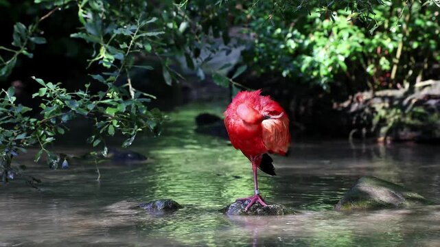 Scarlet ibis, Eudocimus ruber, bird of the Threskiornithidae family, admired by the reddish coloration of feathers, a consequence of crustaceans-based food