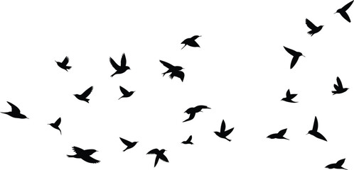 Flying birds silhouette flock, scattered wildlife formation, freedom concept, elegant bird shapes isolated on white background for creative design © Designer Arjun