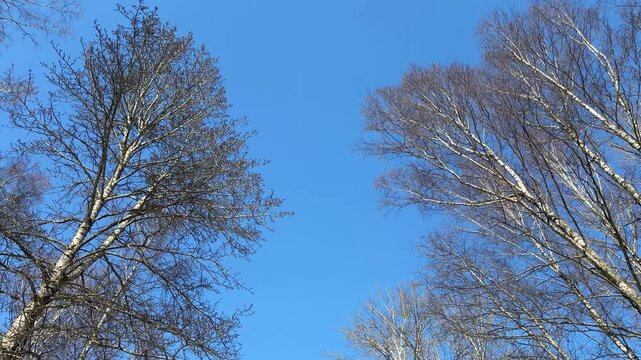 Early spring shows leafless birch and poplar trees moving in gentle breeze, clear blue sky above, sunlight shining on branches, serene natural landscape