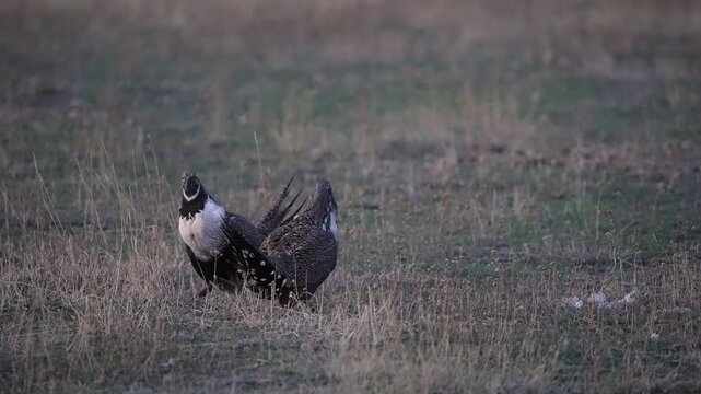 Greater Sage Grouse males battle at a lek in Utah at dawn.