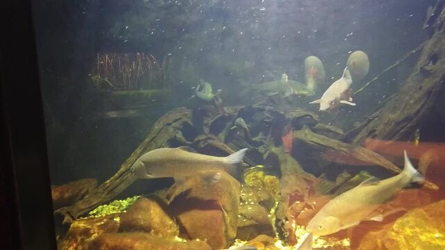 fish in aquarium