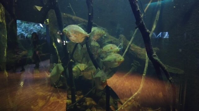 underwater scene with fish