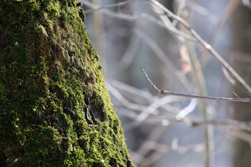 Tree trunk covered with thick green moss © k49red