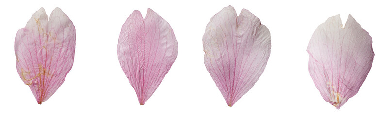 macro shot of japanese cherry leaves in front transparent png background © Brilliant Eye