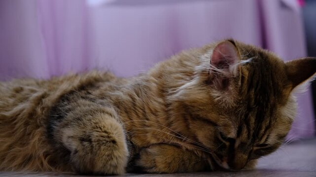 Tabby cat lay loose, lounging comfortably at the window on a sunny day. Soft morning light, easy fresh breeze, enjoying sun beam. Relaxing. funny pets. Calmness