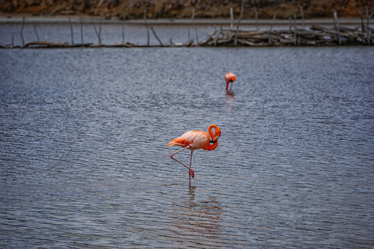 Vibrant pink American flamingo feeding in a shallow salt lake, with a second flamingo in the background amid driftwood and overcast skies.