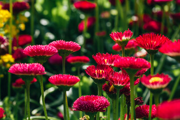 Group of bright purple daisies flowers © Alexandra Lande