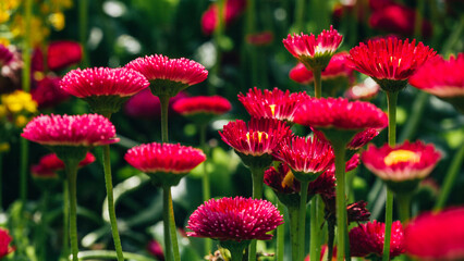 Group of bright purple daisies flowers © Alexandra Lande