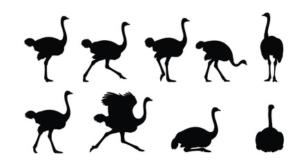 Obraz premium Ostrich Silhouette Set — African Bird Poses Vector Collection Isolated on White Background