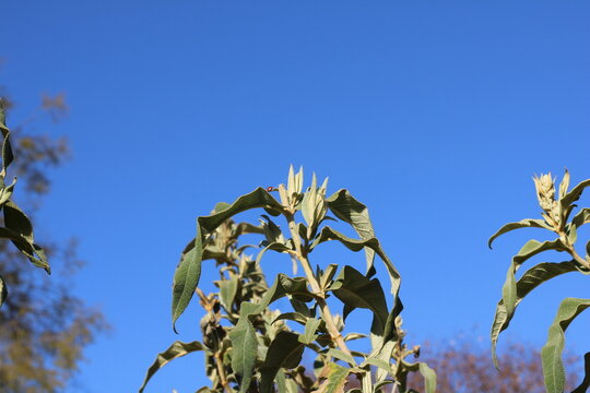 Chinese Butterfly Bush, Buddleia de Chine, Buddleja myriantha, Scrophulariaceae