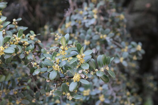 Common boxwood, Buis sempervirent, Buxus sempervirens, Buxaceae