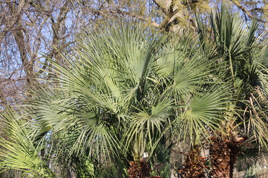 European Fan palm, Chamaerops Humilis, Chamaeriphes Major, Arecaceae,