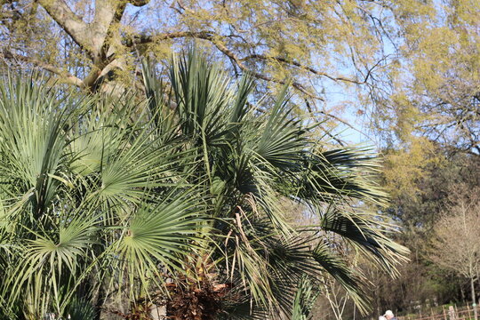 European Fan palm, Chamaerops Humilis, Chamaeriphes Major, Arecaceae,