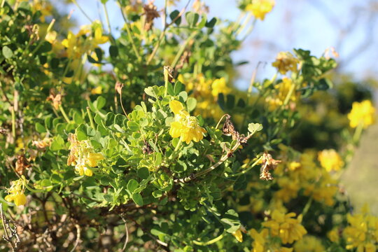Glaucous Scorpion vetch, Coronilla glauca, Coronilla valentina, Fabaceae